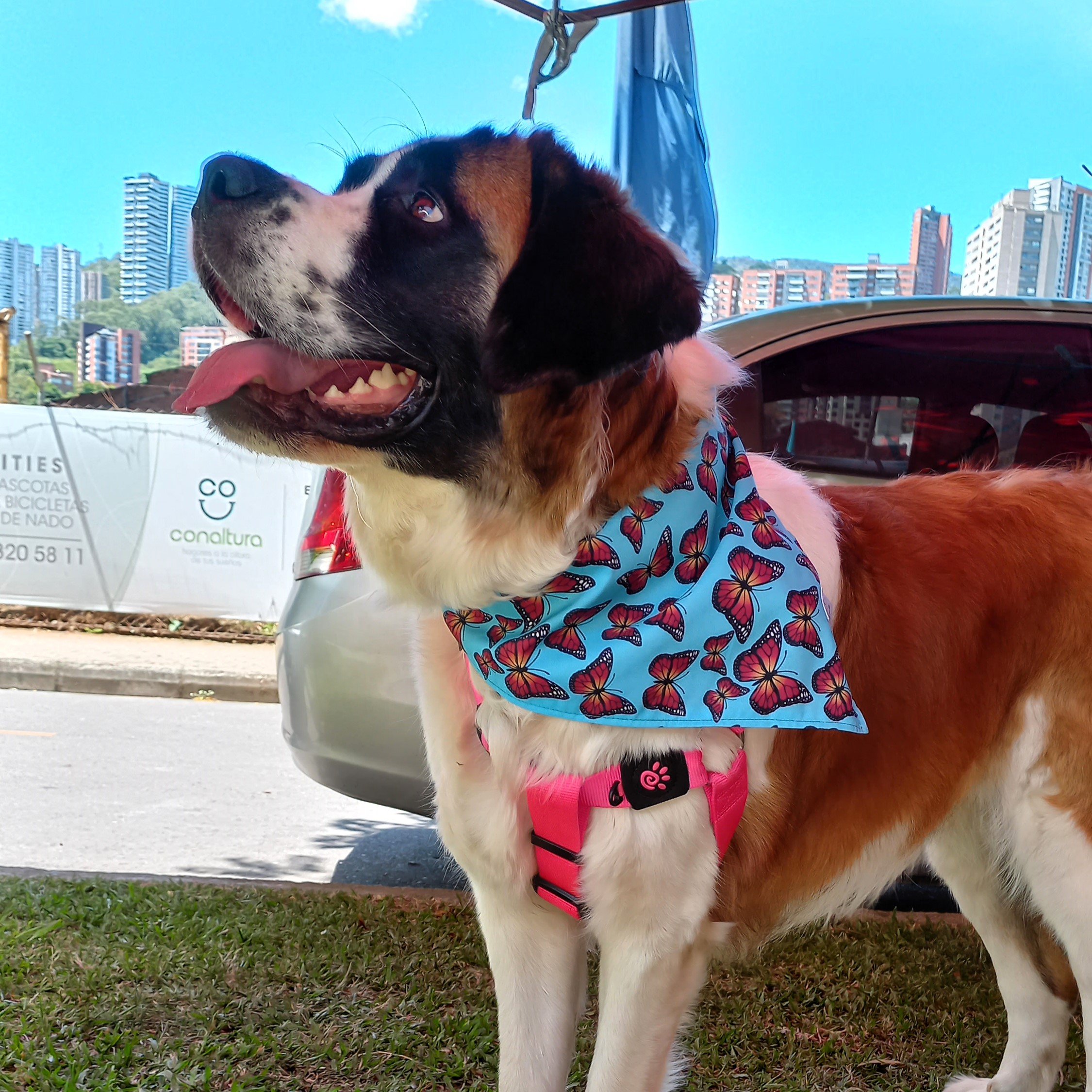 Pañoleta Monarcas - Image 2