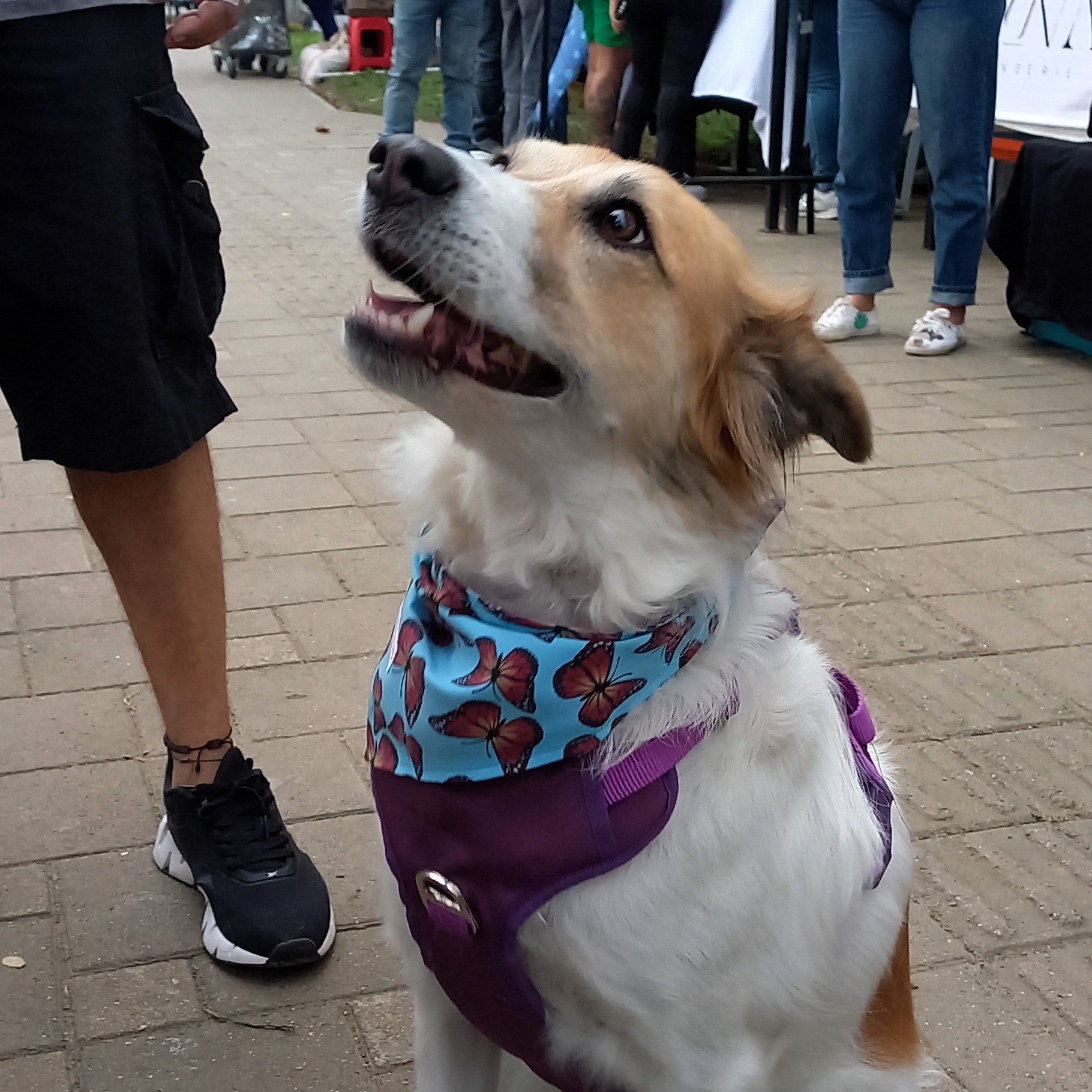 Pañoleta Monarcas - Image 3