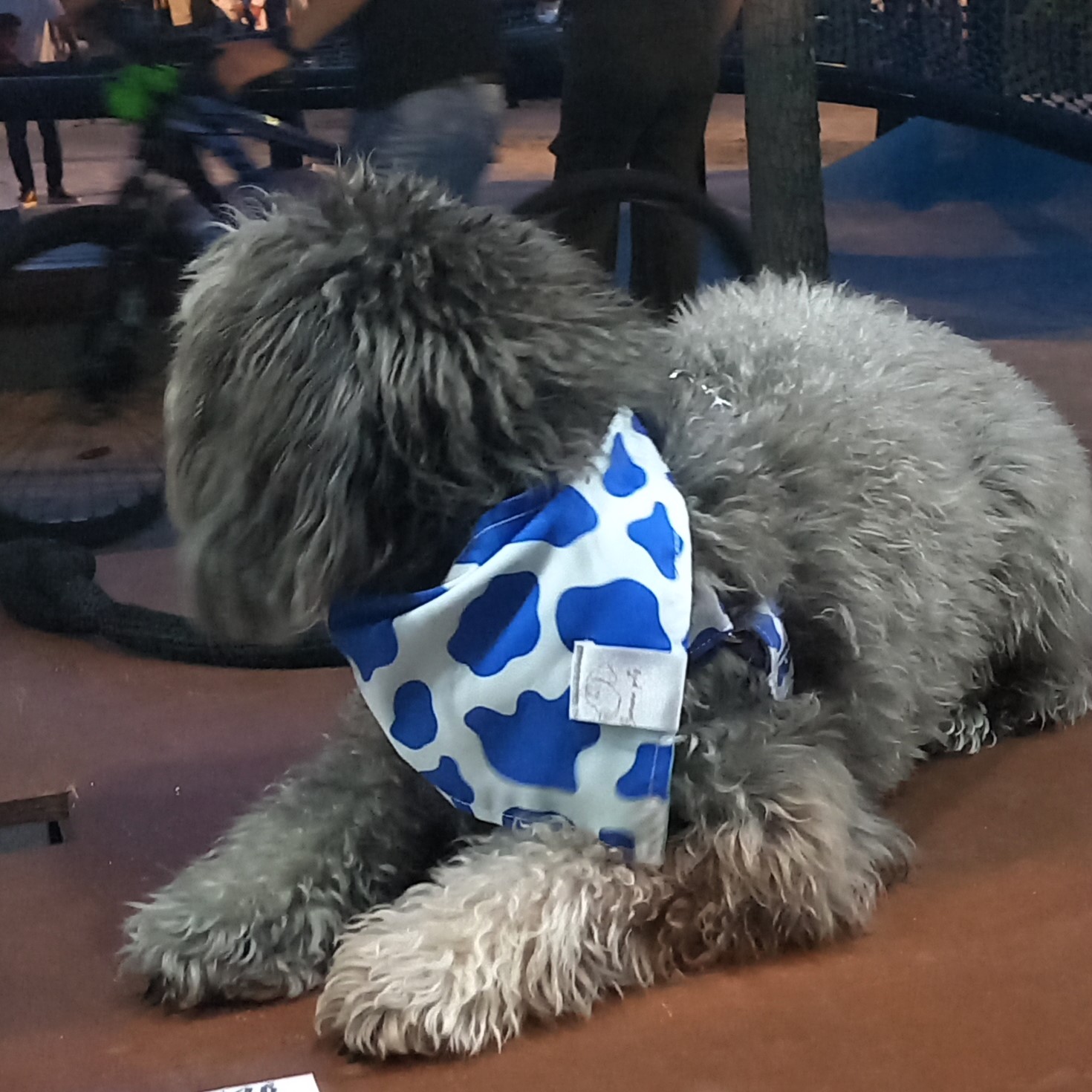 Pañoleta Vaca Azul - Image 2