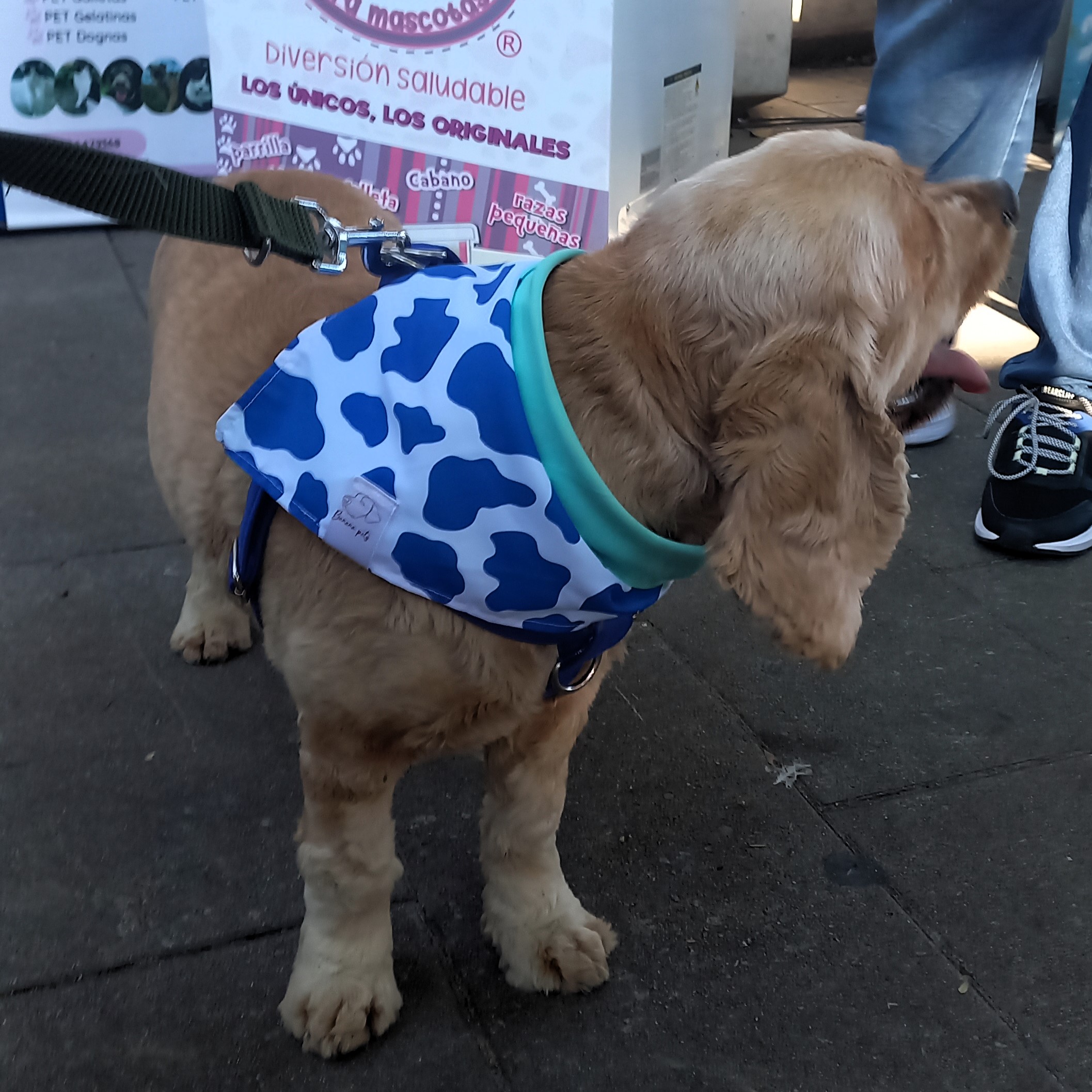 Pañoleta Vaca Azul - Image 3