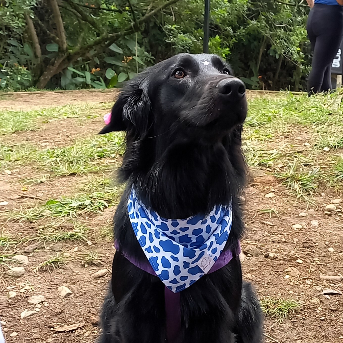 Pañoleta Vaca Azul - Image 4