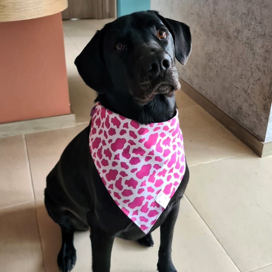 Pañoleta Vaca Rosada - Image 2