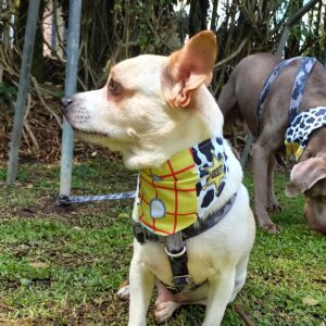 woody1